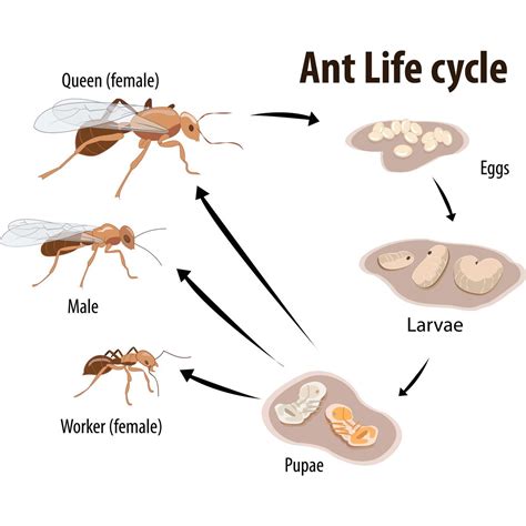 Are all ants born female?