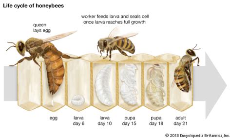 Are all bees born female?