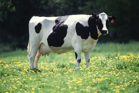 Are all black and white cows female?