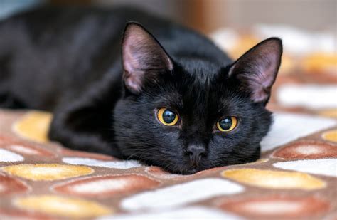 Are all black cats male?