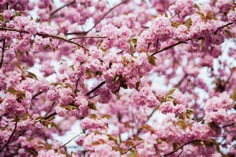 Are all blossom trees pink?