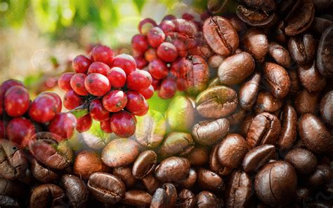 Are all coffee beans red?