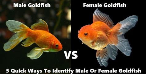 Are all goldfish born female?