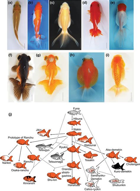 Are all goldfish born male?