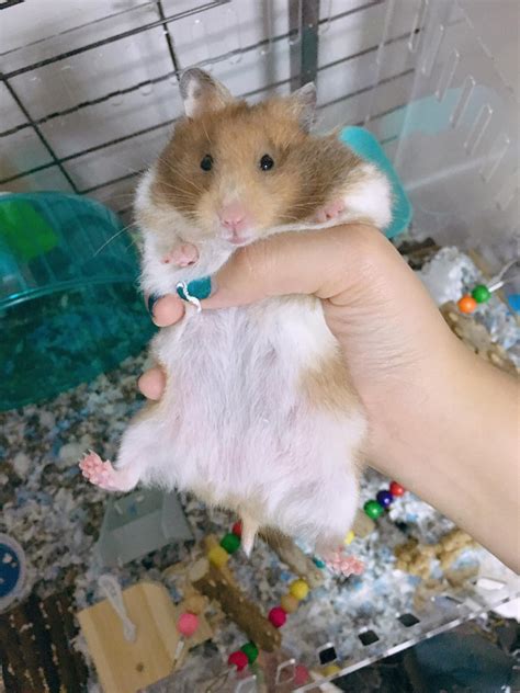 Are all hamsters female?