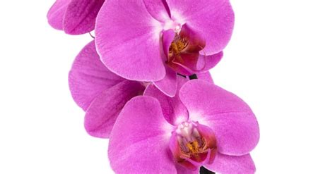 Are all orchids pet safe?