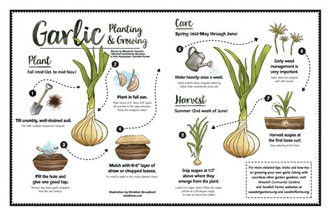Are all parts of garlic edible?