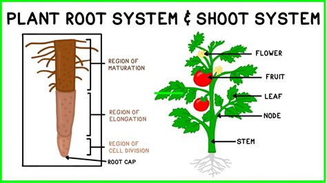 Are all plants rooted?