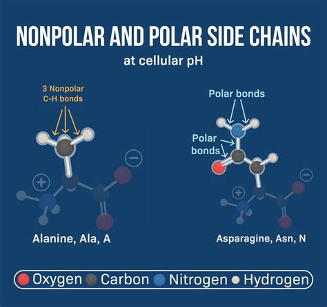 Are all proteins non-polar?