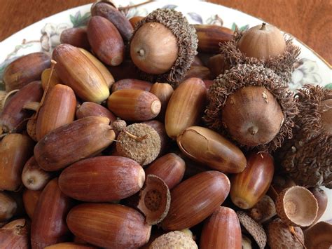 Are all varieties of acorn edible?