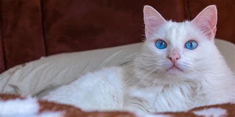 Are all white cats special?