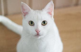 Are all white cats usually female?