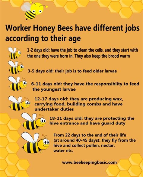 Are all worker bees girls?