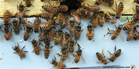 Are all worker bees girls?