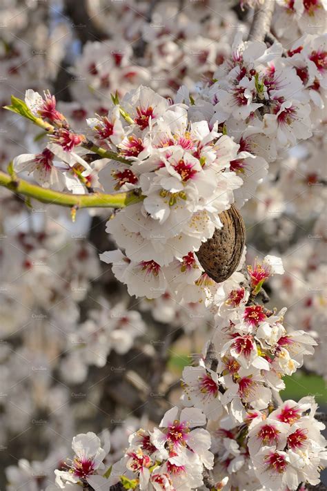 Are almond blossoms fragrant?