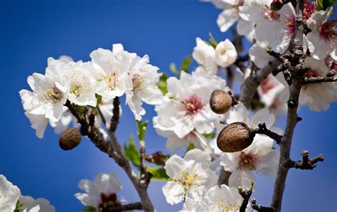 Are almond blossoms white or pink?