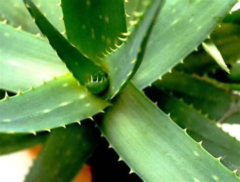 Are aloe plants toxic to dogs?