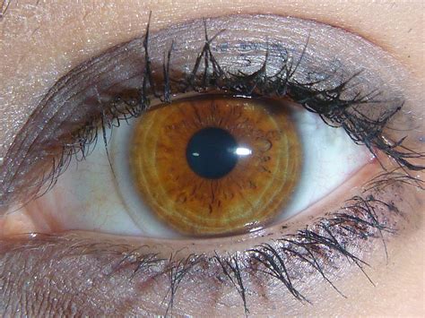 Are amber eyes rare?