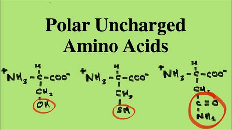 Are amino acid side groups polar?