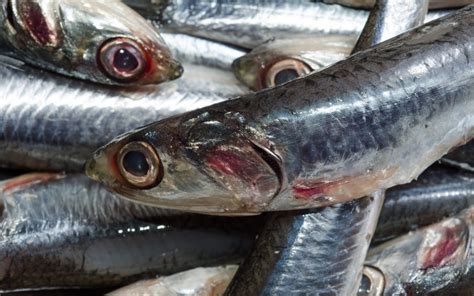 Are anchovies high in mercury?