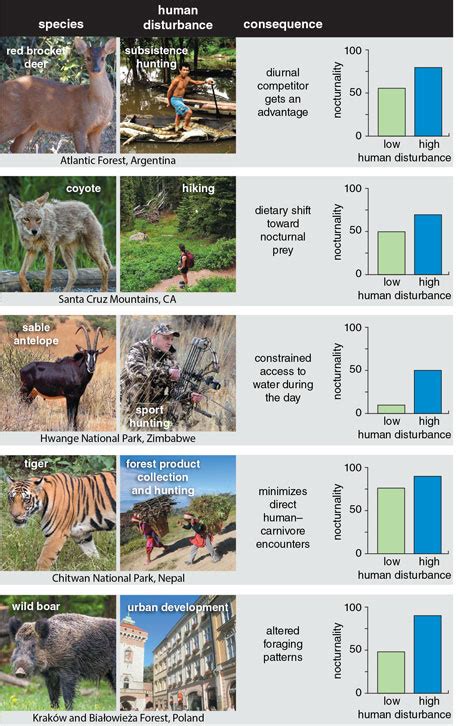 Are animals afraid of human urine?