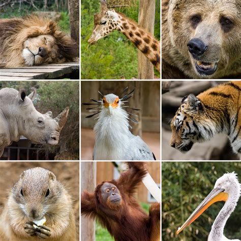 Are animals better in zoo or the wild?