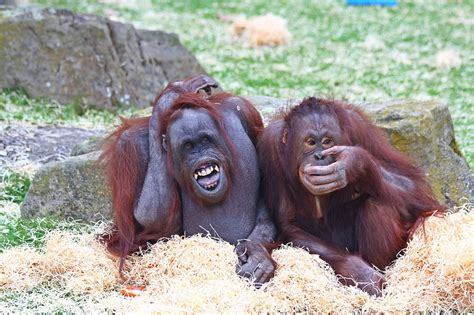Are animals happy in zoos?