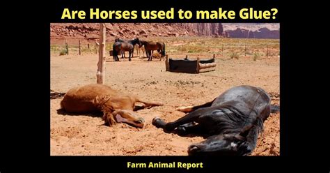 Are animals still used for glue?