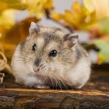 Are antibiotics bad for hamsters?
