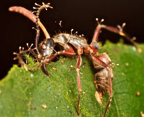 Are ants a parasite?