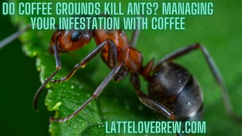 Are ants afraid of coffee?