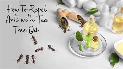 Are ants afraid of tea tree oil?