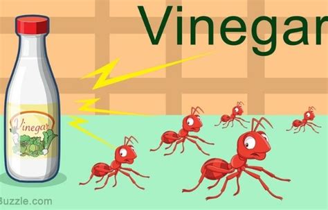 Are ants afraid of vinegar?