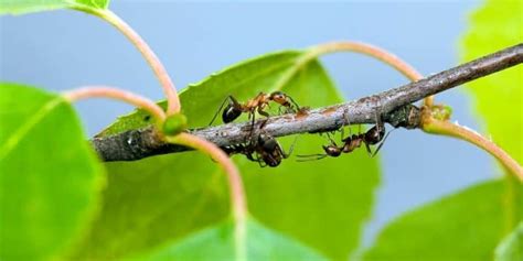 Are ants attracted to citrus?