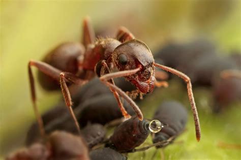 Are ants attracted to milk?