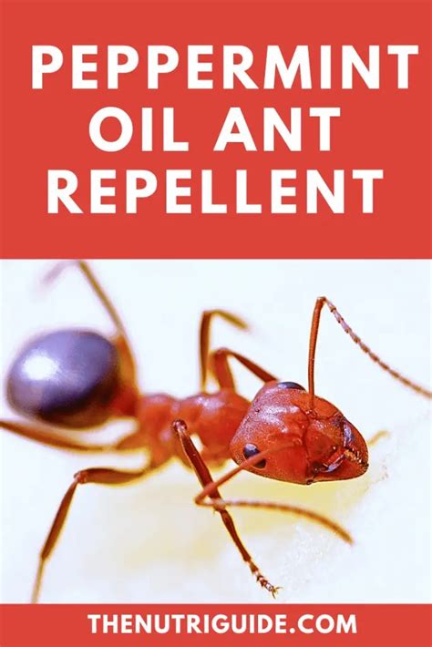Are ants attracted to oils?