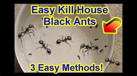 Are ants easy to kill?