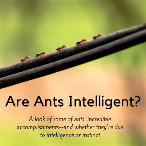 Are ants intelligent?