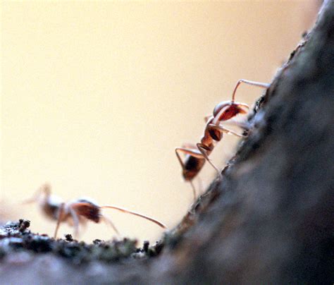 Are ants sensitive to smells?