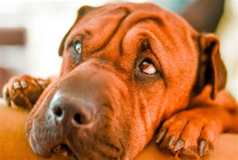 Are anxious dogs unhappy?