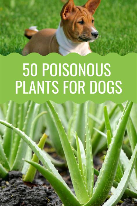 Are any plants toxic to dogs?