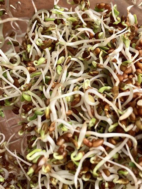 Are any sprouts safe to eat?