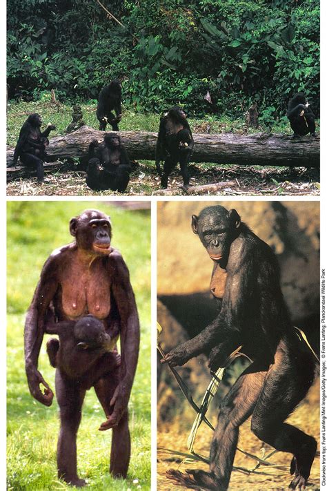 Are apes attracted to breasts?