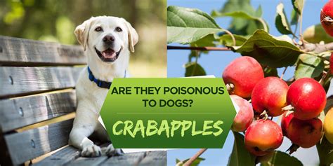 Are apples bad for dogs?