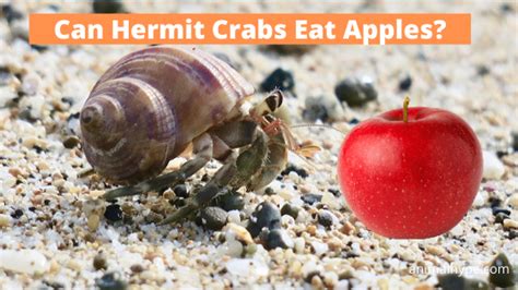 Are apples safe for hermit crabs?