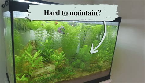Are aquarium plants hard to keep alive?