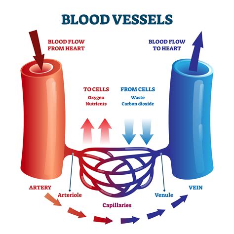Are arteries oxygen-rich and veins oxygen poor?