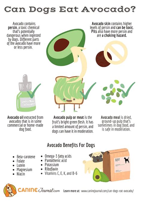 Are avocados toxic for dogs?