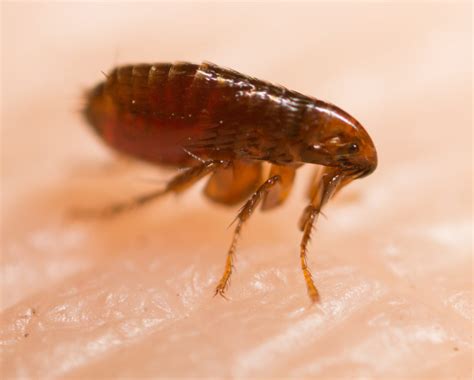 Are baby fleas attracted to light?