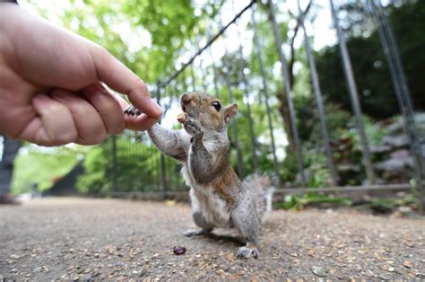 Are baby squirrels afraid of humans?